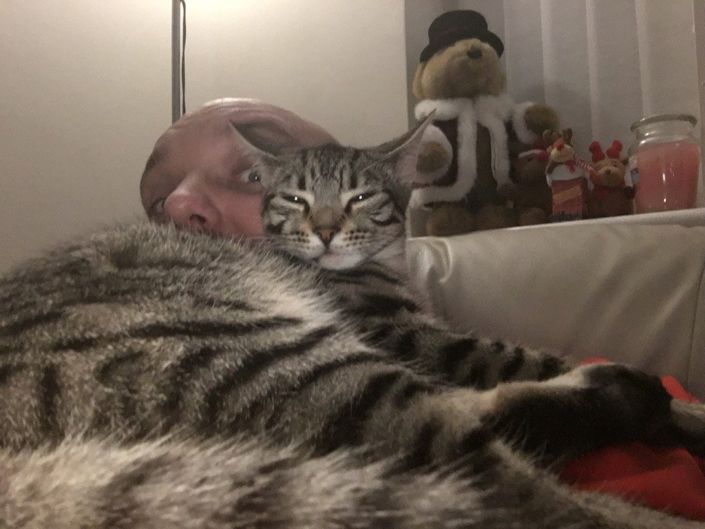 TigerBluebell's tweet photo. #photobomb #cats https://t.co/JY3QuS1BLR