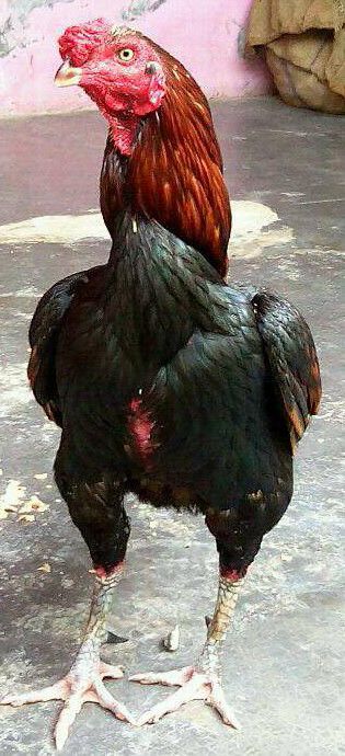 Gregory Majenga (@gregorymajenga) on Twitter photo 