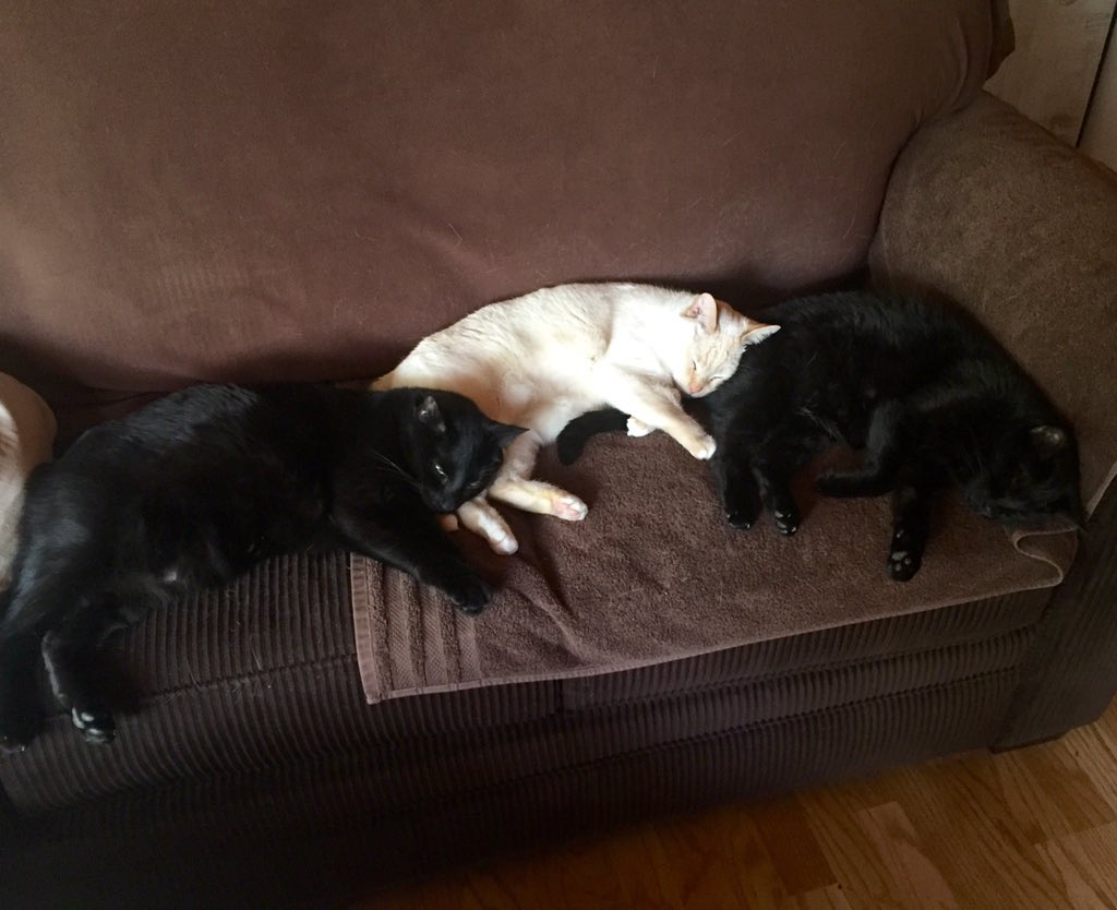 FollowHalfmt's tweet photo. More lazy cat-life, in what seems to be the favored spot in the house. 😼😺😸 #TeamCatMojo https://t.co/0NasIH7Dlt