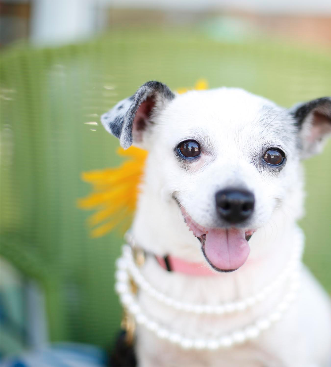 All-Star Dog Rescue (@DogRescueOnFOX) / Posts / X