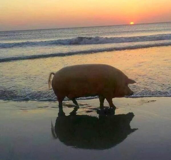 DieegoRolon's tweet photo. Verano 2016😎🌊☀ https://t.co/ut7X1Ubuwz