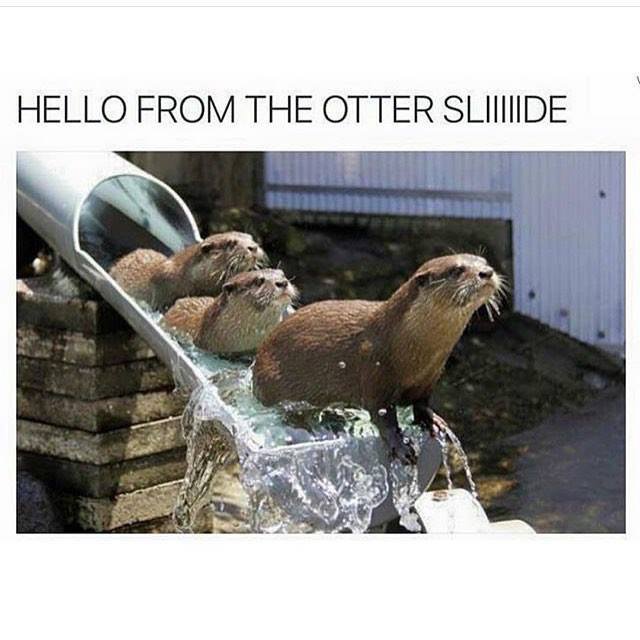 MichelleKollar's tweet photo. I thought you'd appreciate this @Janet_Reid
They must have slid a thousand times... https://t.co/dN4VFQDuea