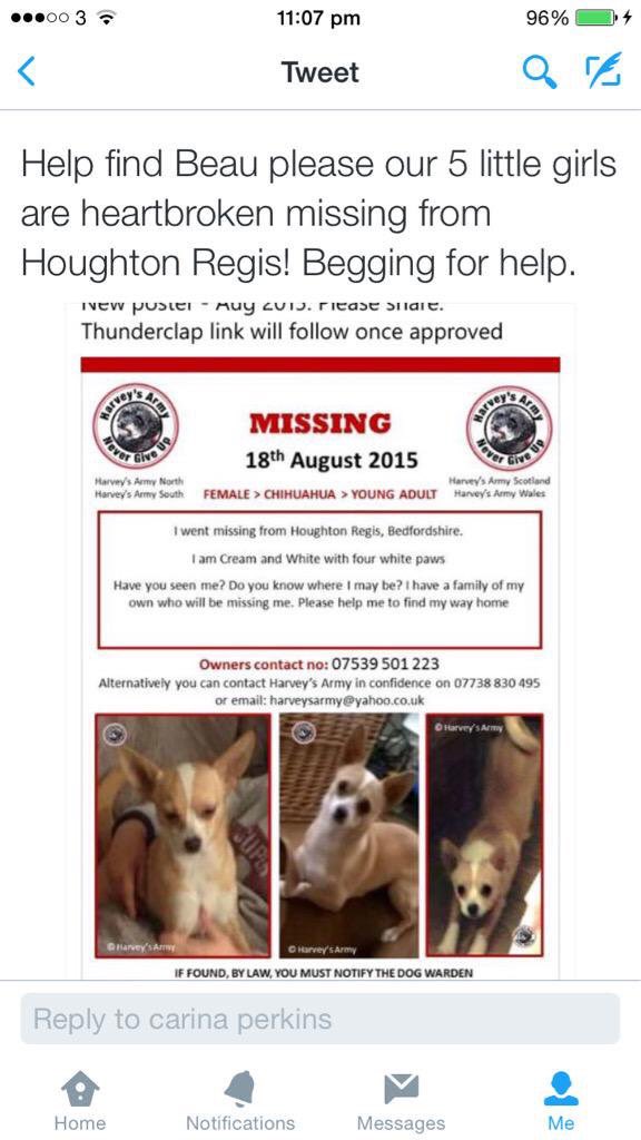 missingdogs155's tweet photo. @simperjamie75 https://t.co/a0oGWpPlyy