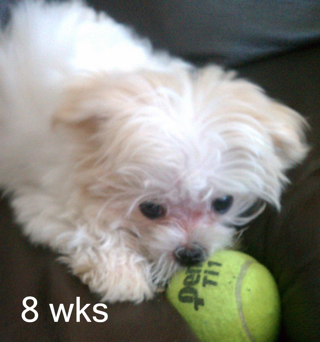 IamMini4 tweet picture