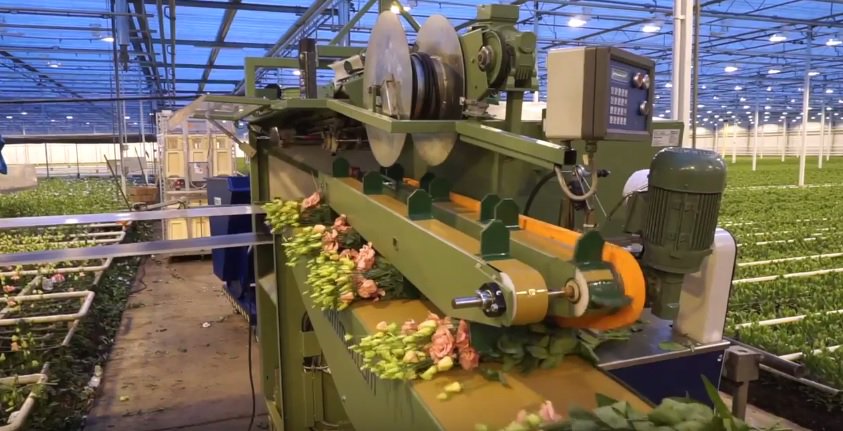 Check the video! Hortimat delivers fully renewed Bercomex harvesting machine!! youtu.be/8JP75GVTCMA