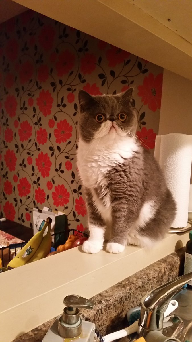 Embedded image permalink