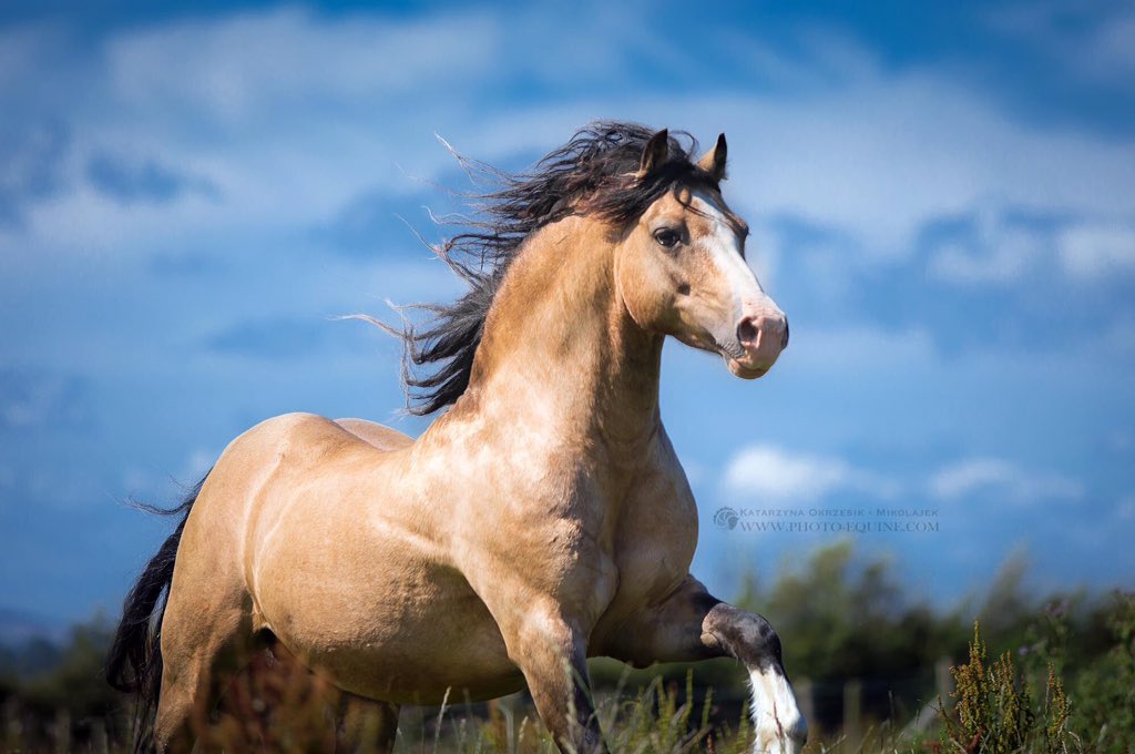 Photo_Equine's tweet photo. Wersji C champion from my recent visit in Wales, UK https://t.co/m5TZHlJ0ID