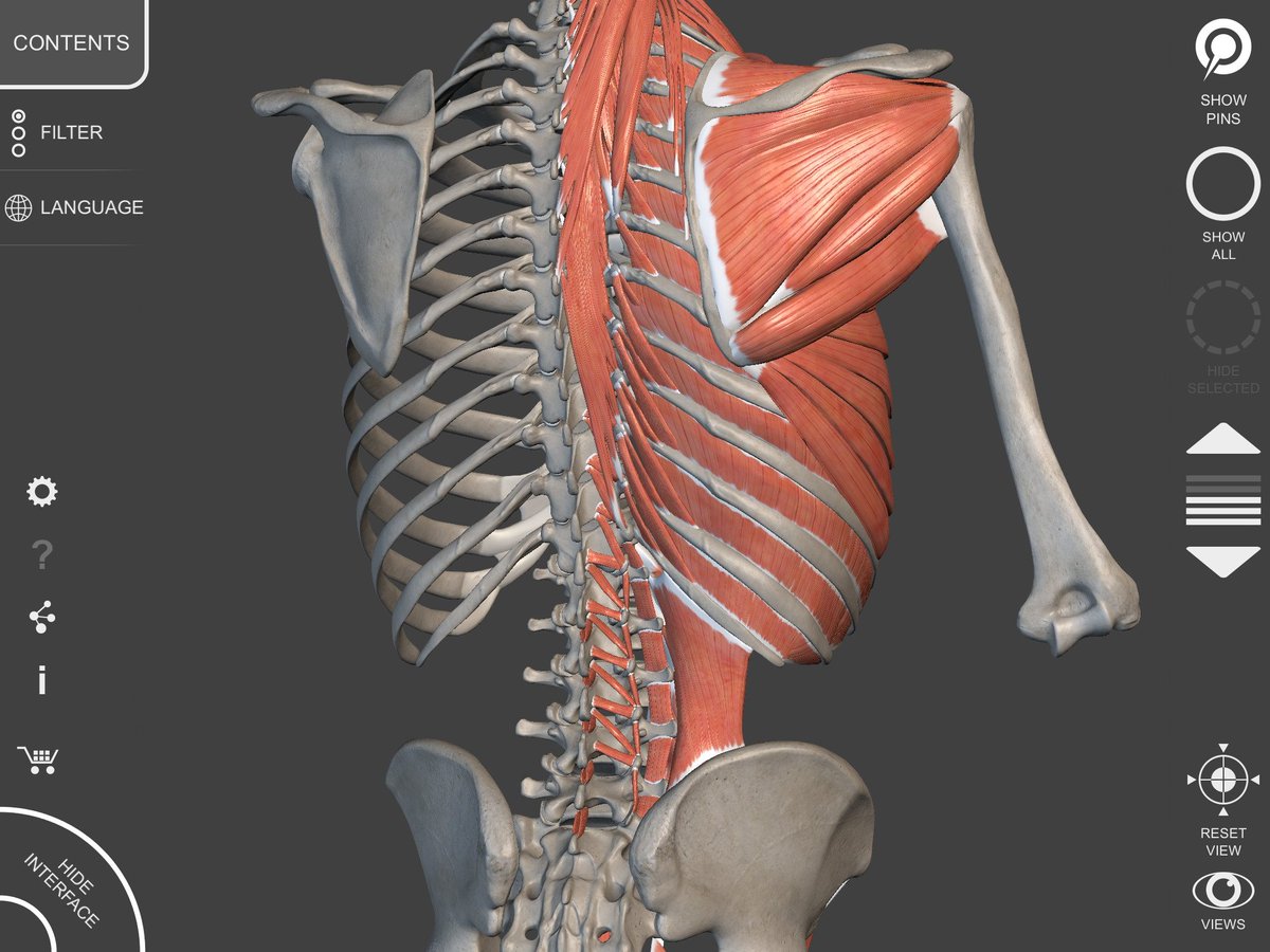 Muscular System 3D Atlas of Anatomy, available now for iOS!  https://t.co/6F3Th0pO6t