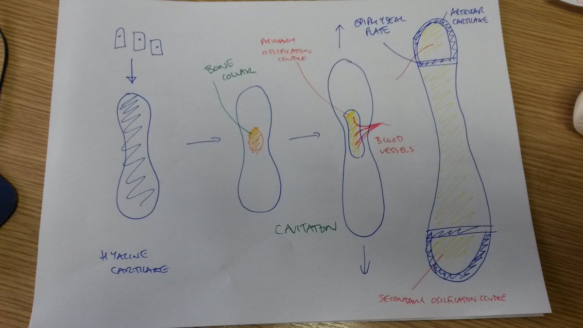 prof_keenan_'s tweet photo. My drawings of endochondral and intramembranous ossification from the lecture today #TSMkey #TSMLL #lowerlimbweek https://t.co/GKAM9GS1eB