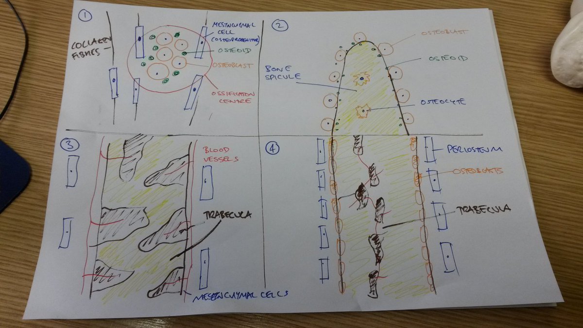 prof_keenan_'s tweet photo. My drawings of endochondral and intramembranous ossification from the lecture today #TSMkey #TSMLL #lowerlimbweek https://t.co/GKAM9GS1eB