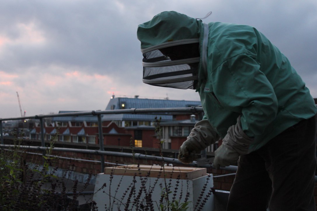 TheBeeDiaries's tweet photo. #Beekeeping featuring spectacular views across London. @CityUniLondon have got the right idea! #urbanbeekeeping https://t.co/nUiN12pEDH