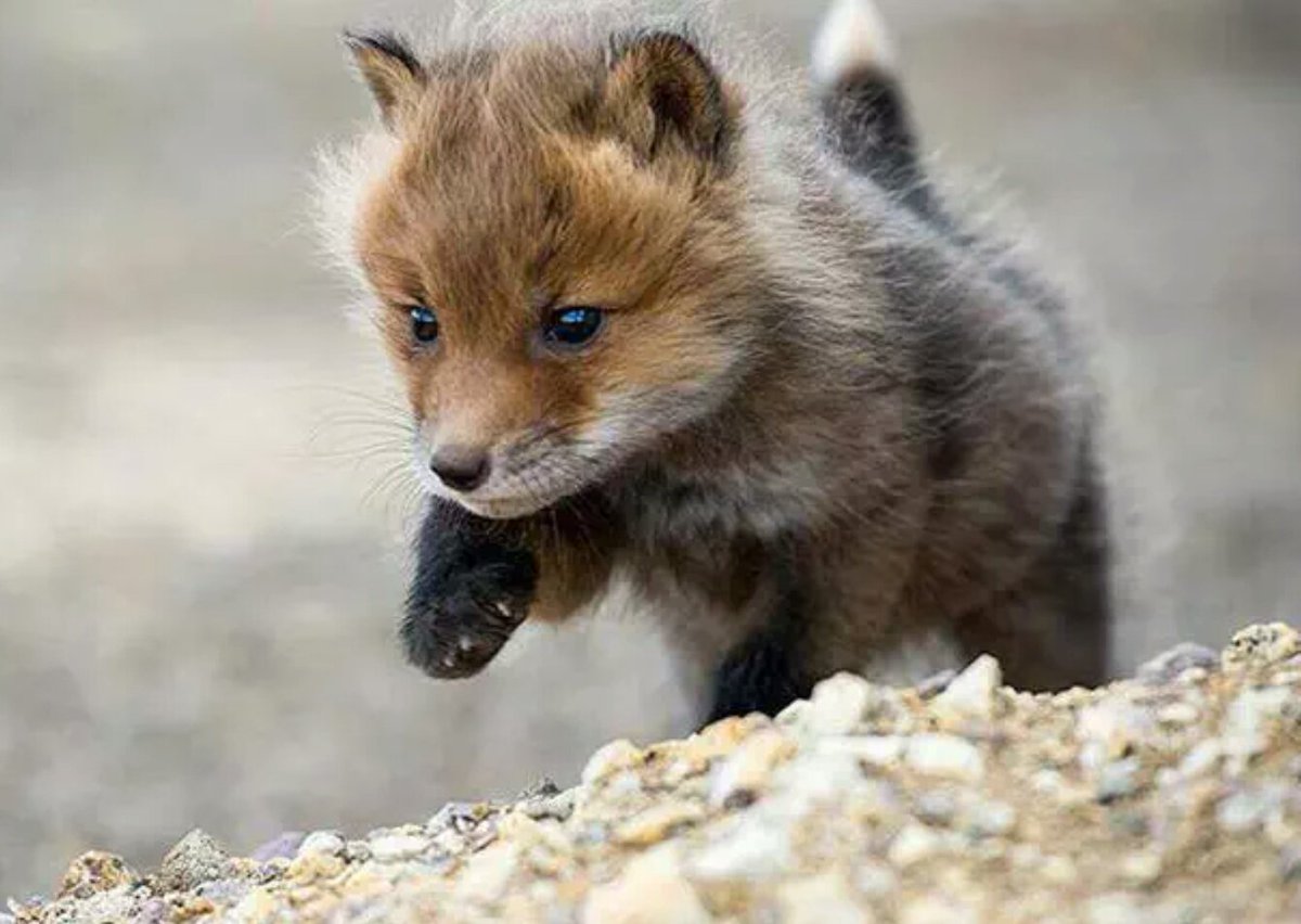 educ_canin's tweet photo. Baby wolf pup ☺ https://t.co/Iy3zxhe6aH