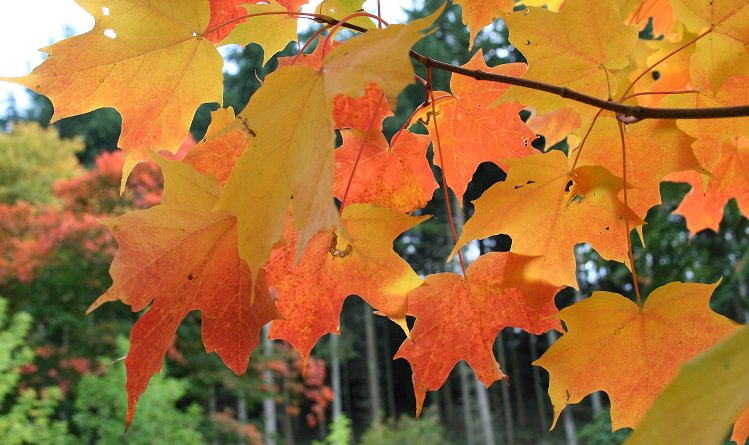 The Case of the Slowing Sugar Maples: ESF research in <a href="/InsideScience/">InsideScience - ISNS</a> bit.ly/1Q9dwvF