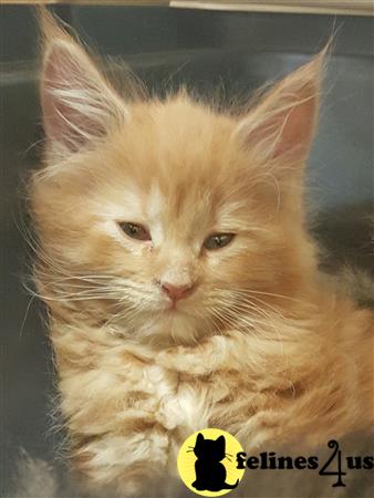 FelinesForUs's tweet image. felines4us.com/kittens/maine-… - Red Classic Tabby Male