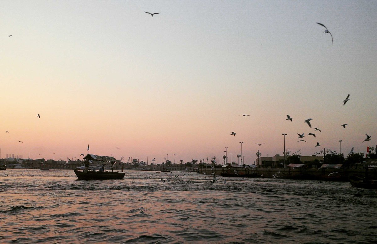 asipnm's tweet photo. #birds #flyhigh #dubailife #sunset #dubaisea #nofilter https://t.co/JIfIU4G7PQ
