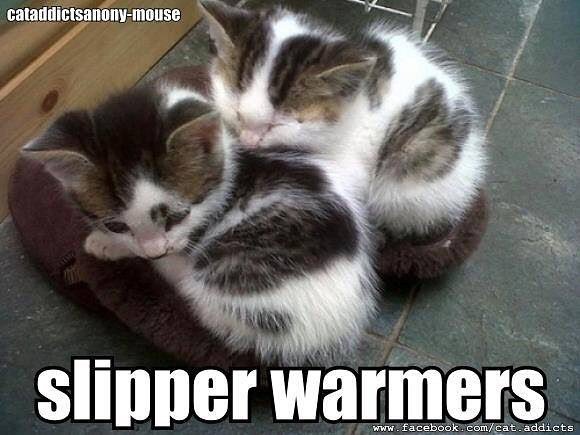 Chatchatcatcat's tweet photo. Where can I get these?! ๐ป #scrapcat #cat #cats #catstagram #catsagram #catsofig #catsofinstagram #igers #igdaily #iโฆ https://t.co/SEGschT9kJ