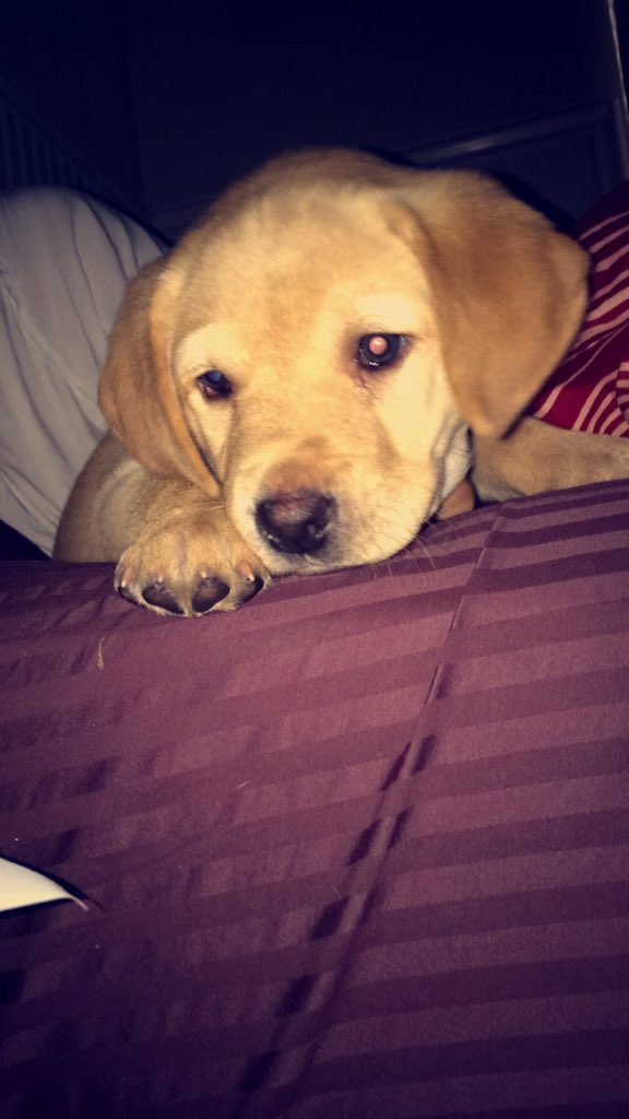 J_RICE7's tweet photo. Welcome to the family Tucker! https://t.co/m1e4A4xFnX