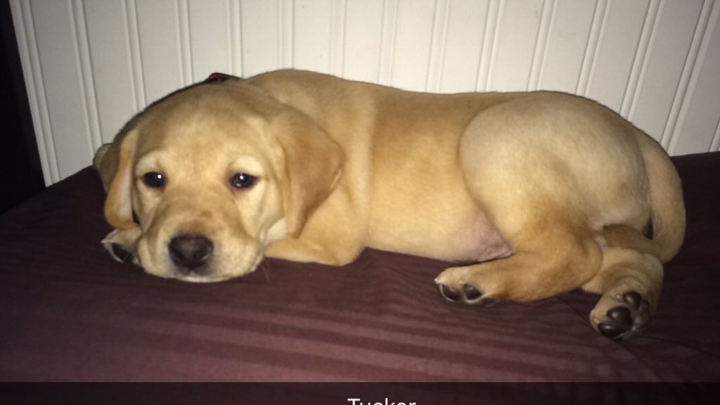 J_RICE7's tweet photo. Welcome to the family Tucker! https://t.co/m1e4A4xFnX