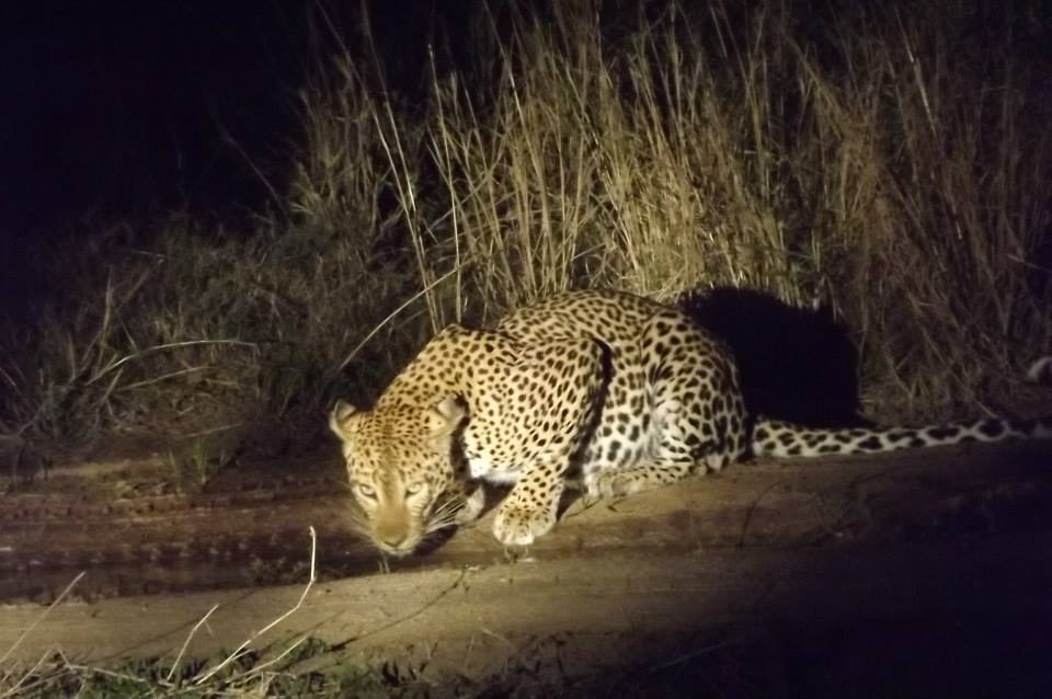 advtraveldarren's tweet photo. @MeritTravel #Meritchat A6 After a 70km/hr chase through the bush we came across this epic photo opportunity! https://t.co/ltyIkPNpNM