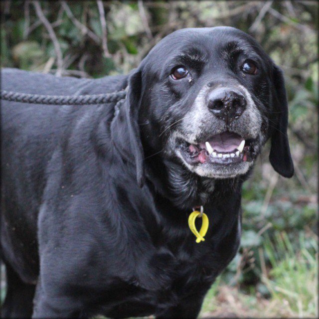 #NorthWales <a href="/NCARUK/">NCARescue</a> 11 year old Buck is a gorgeous black Lab who was recently returned ... rescuedogs.org.uk/dog-rescues/wa…