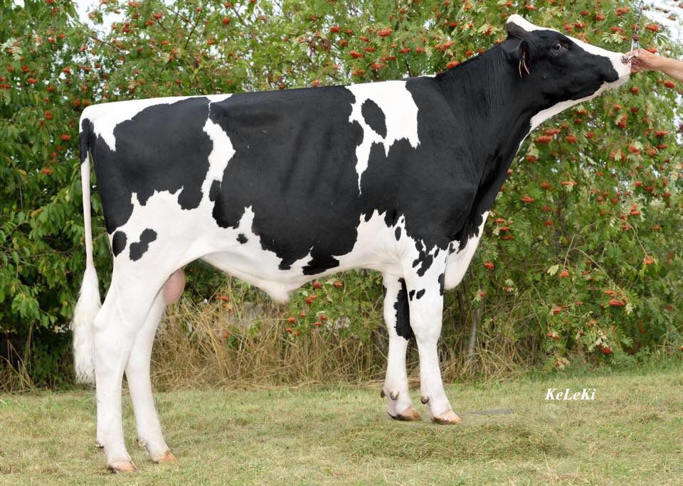 Retweet for the chance to win 10 straws of the breeds highest available PP bull, Balu 
Winner chosen 15/12
(UK only)