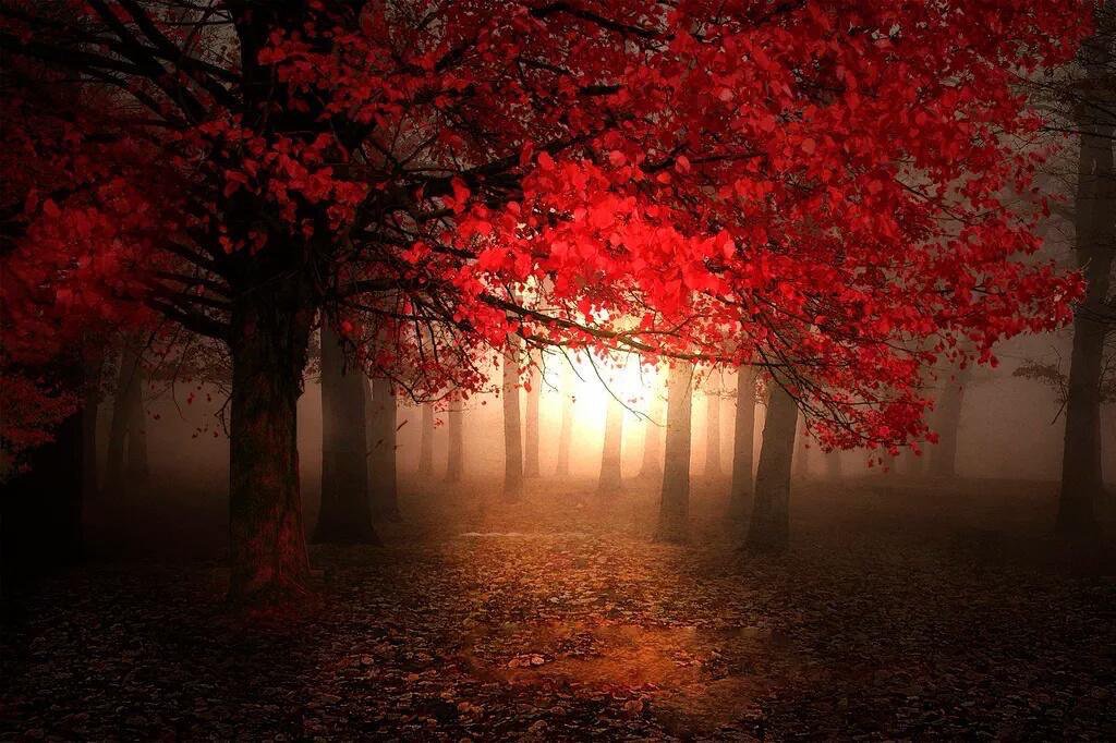 Saffron606's tweet photo. Silence ~ By: Michael M. Bayon https://t.co/mUioCt03ia