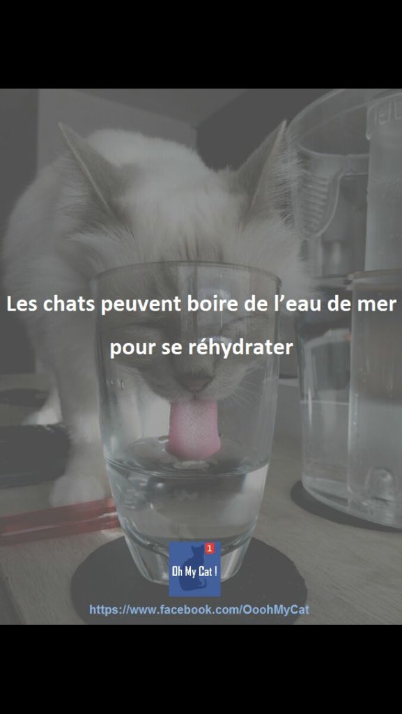 Alors #chats peu vous servir !