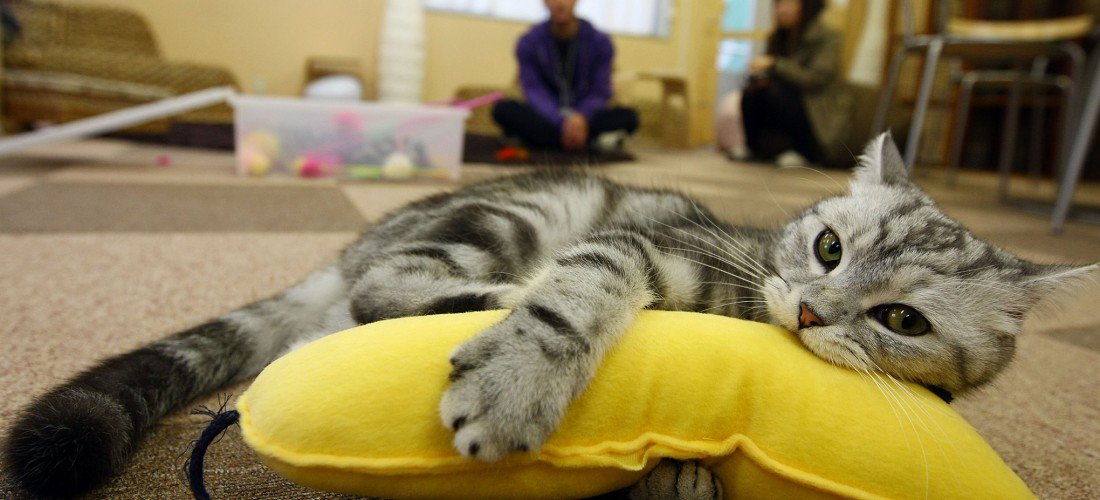 IndependentLiverpool (@indpndtliv) on Twitter photo Ladies and gentlemen, there's a cat cafe opening in Liverpool next year. independent-liverpool.co.uk/blogs/cat-cafe… <a href="/CafeMeowNW/">CafeMeowNW</a> Ladies and gentlemen, there's a cat cafe opening in Liverpool next year. independent-liverpool.co.uk/blogs/cat-cafe… <a href="/CafeMeowNW/">CafeMeowNW</a>