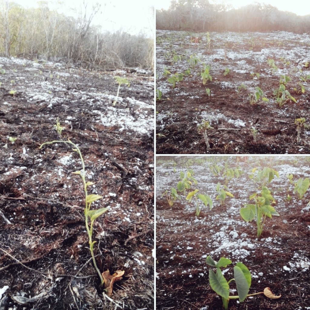 PVeidreyaki's tweet photo. Vinaka Tuni for quenching their thirst.
#Niue #Taro #Yam #Farming #CycloneTuni https://t.co/sgiwl0q42o