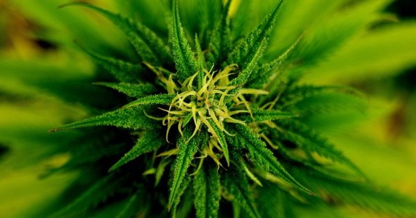 MME_DENVER's tweet photo. When Will Federal Marijuana Legalization Happen? 

via #aplusapp https://t.co/9InkOavzQv … #MME #cannabis #cbd #thc https://t.co/dfSe9jGN7m