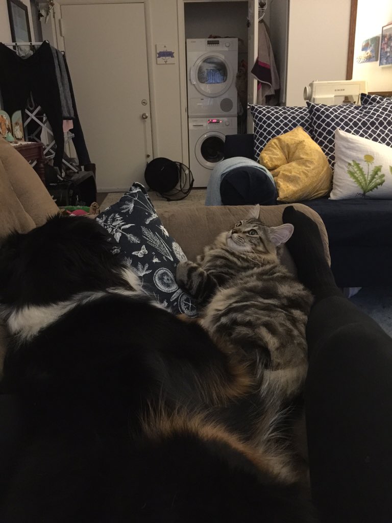 gnomiers's tweet photo. @meganhopebrady @CCGeorge95 @Juhl36 here is a picture of my animals to make up for it. Come snuggle sometime https://t.co/ZX9lY6m1JH