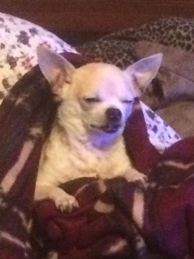 sheets_jonathon tweet picture