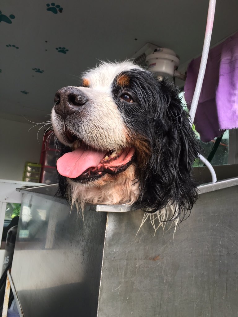 CroquetoPL's tweet photo. Manchas disfrutando su bañito 🚐 #esteticacaninamovil @LOMAS_ https://t.co/BovsDcZYPY