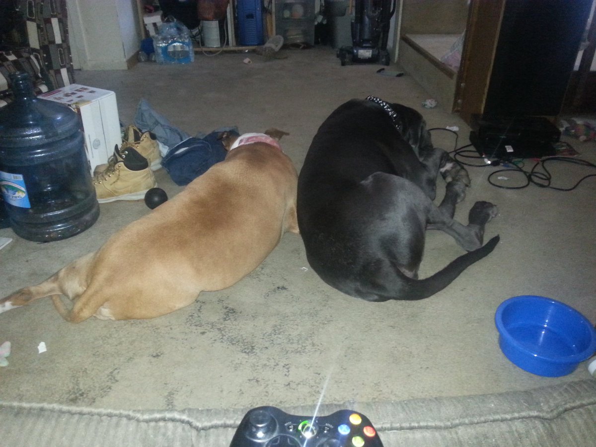 BIKERLIIFE1995_'s tweet photo. My dogs love each other https://t.co/oLrFG4bdDT