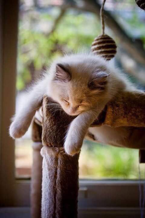 Link permanente da imagem incorporada