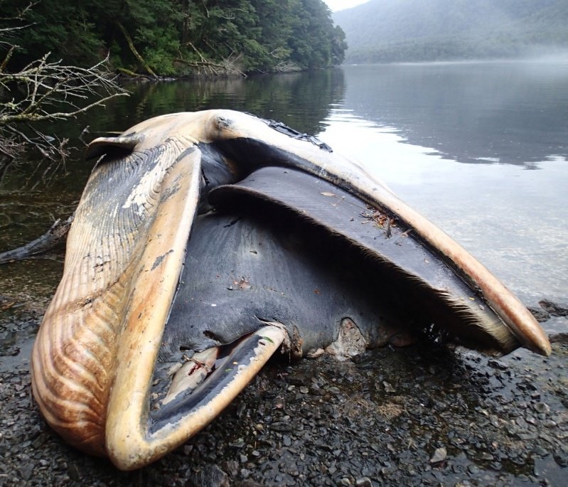 337 Whales Dead in Mass Stranding on Chilean Coast revolution-news.com/337-whales-dea…