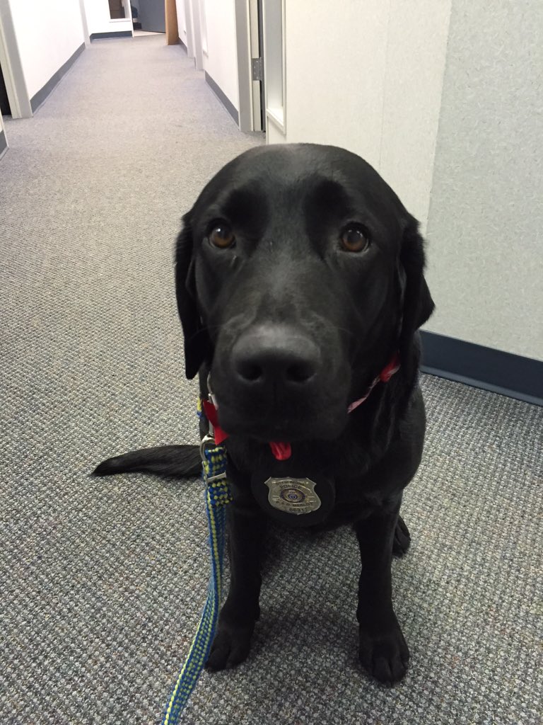 PADSk9Merlot's tweet photo. Off to start another #childinterview @reginapolice #rcjc #assistancedog #interventionk9 #abuse https://t.co/rM0clW5tUO