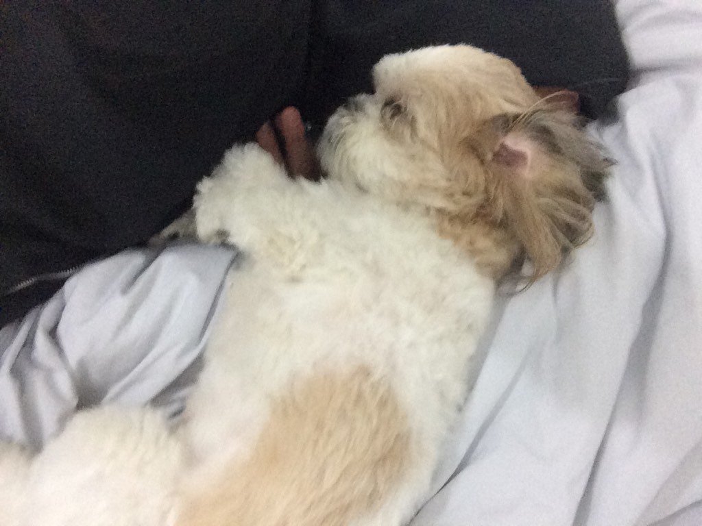 ron_asher's tweet image. אין עליה