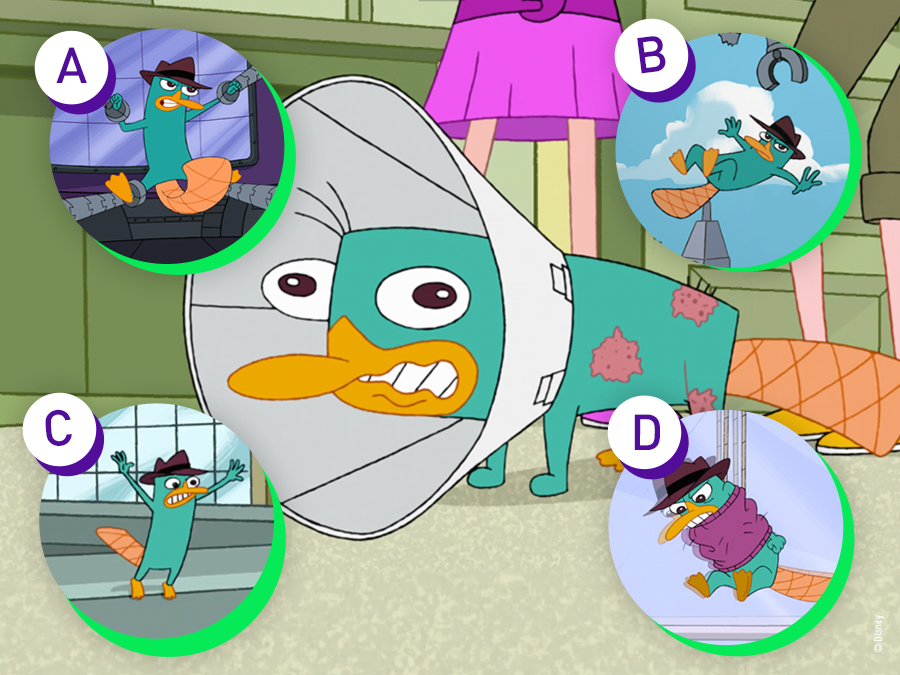 DisneyXdes's tweet photo. ¡Pobre Perry! ¿Qué crees que le pasó? #PhineasYFerb en #DisneyXD https://t.co/D16kU5wWH4