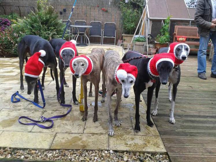 GoggleboxBuster's tweet photo. “@MetroUK: Woman knits cosy hats and jumpers for homeless greyhounds at Christmas
https://t.co/ujmTthoDfv https://t.co/1N2YsBLy3t” #BOL