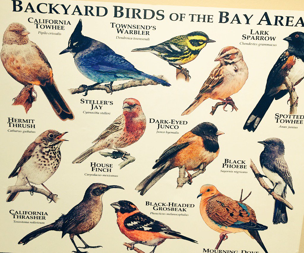 blumareks's tweet photo. The Apple blog on #opensourceswift https://t.co/TIhcy3rPzx which bird is the most orange here, eh? https://t.co/CoG300Kes0
