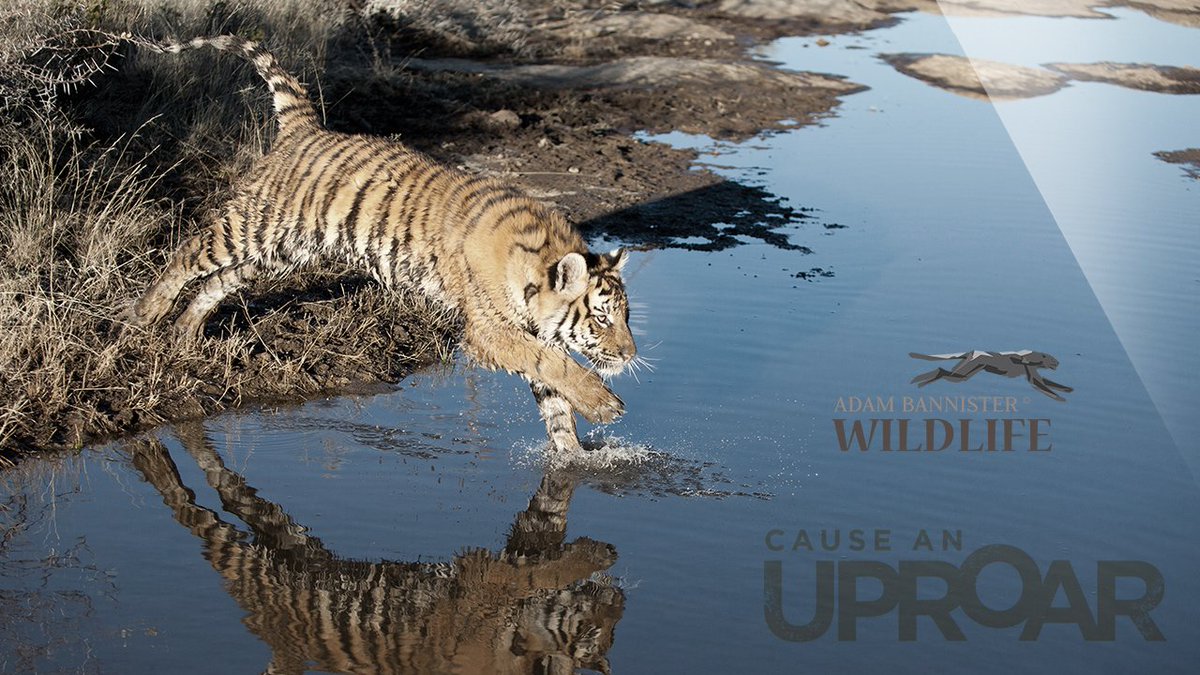 Watch this TIGER video bit.ly/1YLPJ86 #BigCatWeek #natgeo @natgeowild