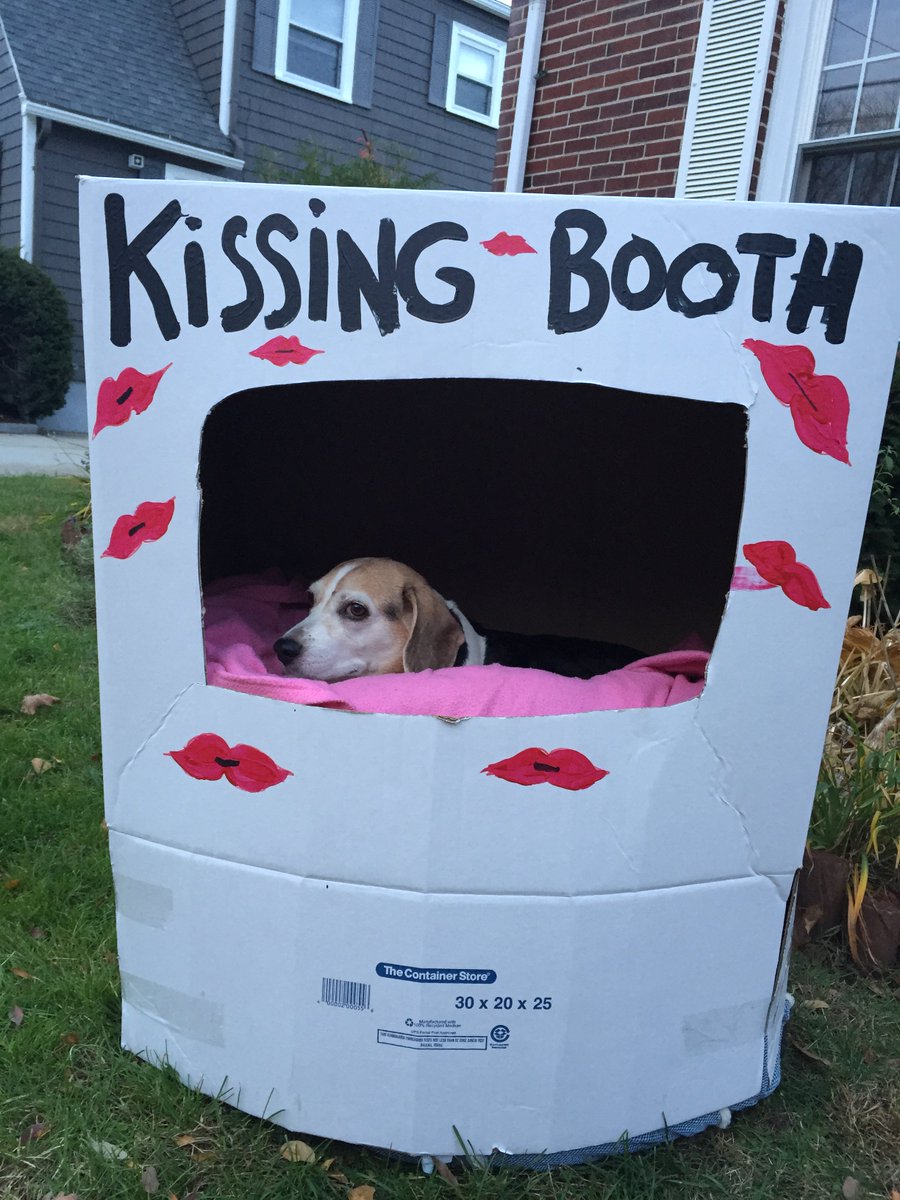BiddyTheBeagle's tweet photo. Halloween Kissing Booth #beagle #dogsoftwitter #beaglesoftwitter #beagles #smoochthepooch @TheRealWacha #rescuedogs https://t.co/nmL4Ee2Gcw