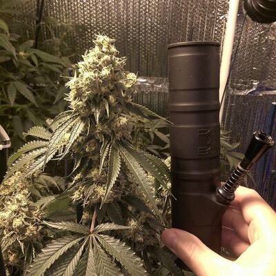 weed polls (@weedpolls_) on Twitter photo 