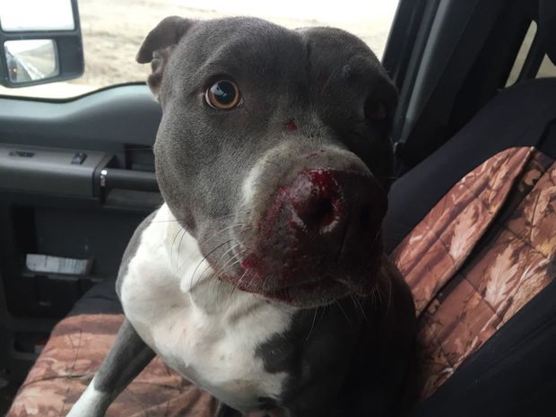 Man Risks Life to Save Pit Bull Dumped on Busy Interstate puls.ly/zAvT6Q