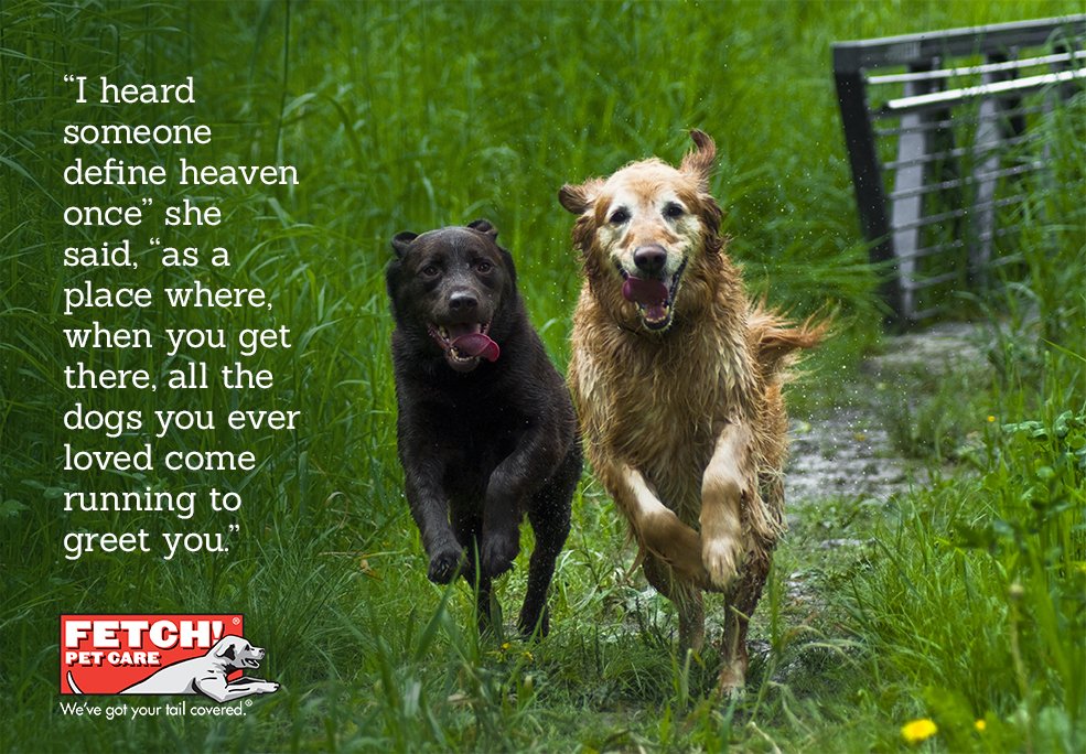 FetchPetCare's tweet photo. Grab some kleenex and click "RT"! Visit https://t.co/ecN5WRo6br https://t.co/H0nsWeBVrd