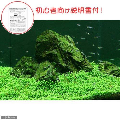 cytemabucoro's tweet photo. （水草）初心者向け説明書付　グロッソスティグマ（水中葉）（無農薬）（１パック分）　本州・四国限定[生体]
https://t.co/wGxewZf2g7 https://t.co/0KRZcp3l8b