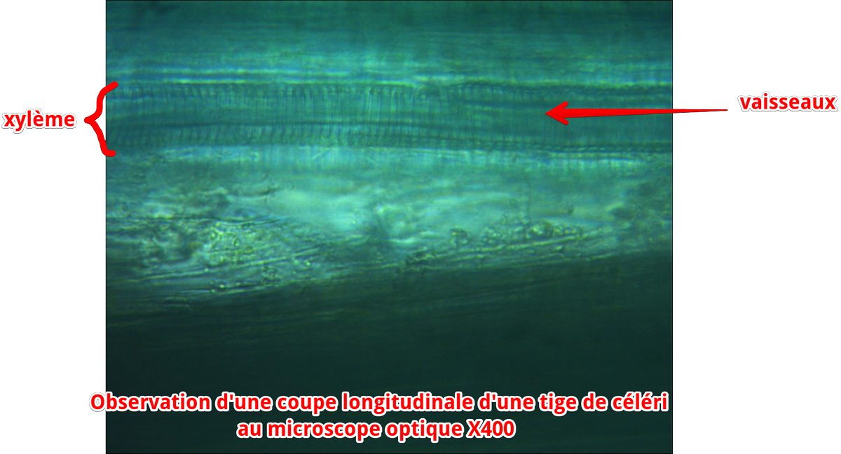 ANTOINEMASTER01's tweet photo. Observation d'une coupe longitudinale d'une tige de céleri au microscope optique x400 #TScirculationplante2015 https://t.co/QU3uTvTdH5