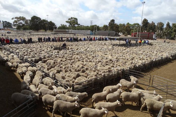 ABCRural's tweet photo. Australia's biggest #lamb sale on record @meatlivestock @AussieBeefLamb  @LExchangeAU https://t.co/z5JRjVzKkx https://t.co/Yj9HCbSeKX