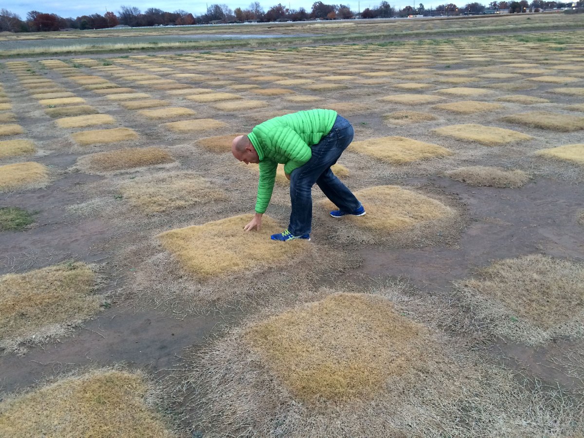 GreenValleyTurf's tweet photo. Bruce checks out Bermudagrass plots in Stillwater, OK. Thanks Oklahoma Turfgrass Research Foundation!  #OTRF https://t.co/vhVedv8QXL